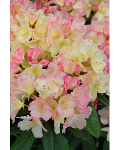 Рододендрон Персі Вайсман | Рододендрон Перси Вайсман | Rhododendron Percy Wiseman