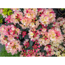 Рододендрон Персі Вайсман | Рододендрон Перси Вайсман | Rhododendron Percy Wiseman