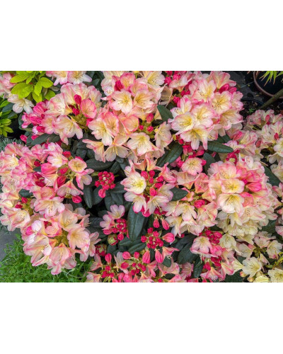 Рододендрон Персі Вайсман | Рододендрон Перси Вайсман | Rhododendron Percy Wiseman