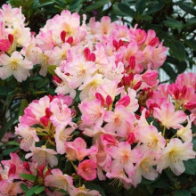 Рододендрон Персі Вайсман | Рододендрон Перси Вайсман | Rhododendron Percy Wiseman