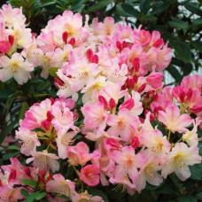 Рододендрон Персі Вайсман | Рододендрон Перси Вайсман | Rhododendron Percy Wiseman