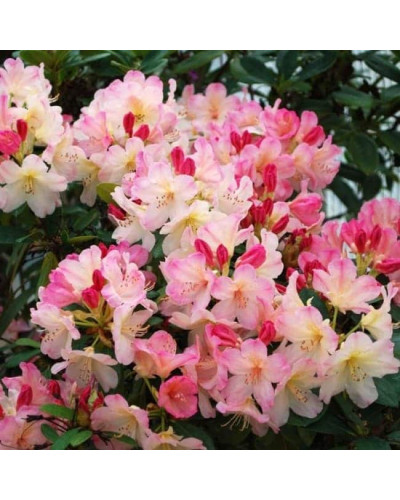 Рододендрон Персі Вайсман | Рододендрон Перси Вайсман | Rhododendron Percy Wiseman