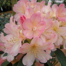 Рододендрон Персі Вайсман | Рододендрон Перси Вайсман | Rhododendron Percy Wiseman