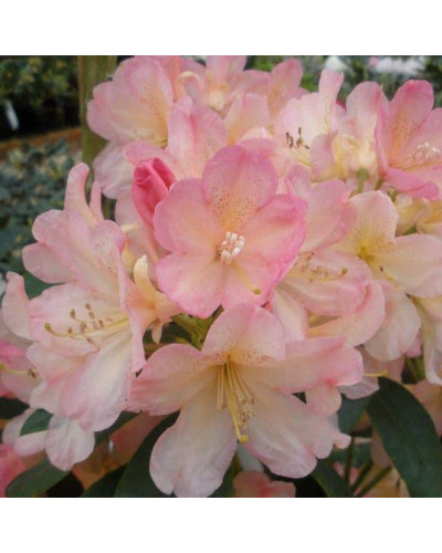 Рододендрон Персі Вайсман | Рододендрон Перси Вайсман | Rhododendron Percy Wiseman