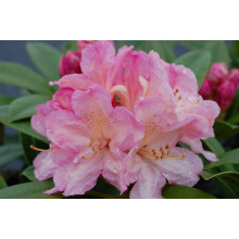 Рододендрон Персі Вайсман | Рододендрон Перси Вайсман | Rhododendron Percy Wiseman