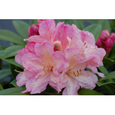 Рододендрон Персі Вайсман | Рододендрон Перси Вайсман | Rhododendron Percy Wiseman