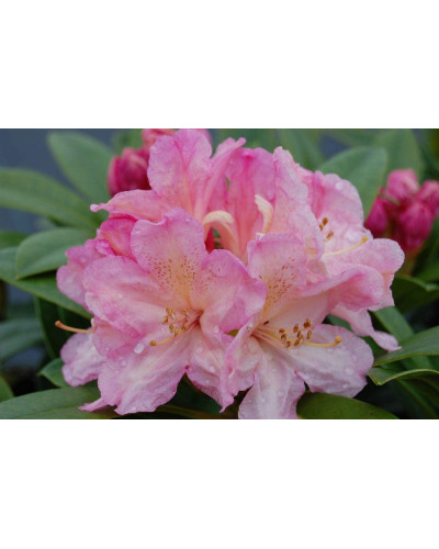 Рододендрон Персі Вайсман | Рододендрон Перси Вайсман | Rhododendron Percy Wiseman