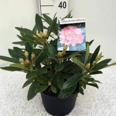Рододендрон Персі Вайсман | Рододендрон Перси Вайсман | Rhododendron Percy Wiseman