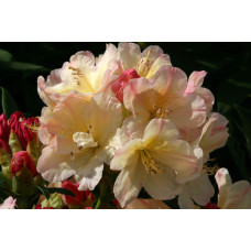 Рододендрон Персі Вайсман | Рододендрон Перси Вайсман | Rhododendron Percy Wiseman