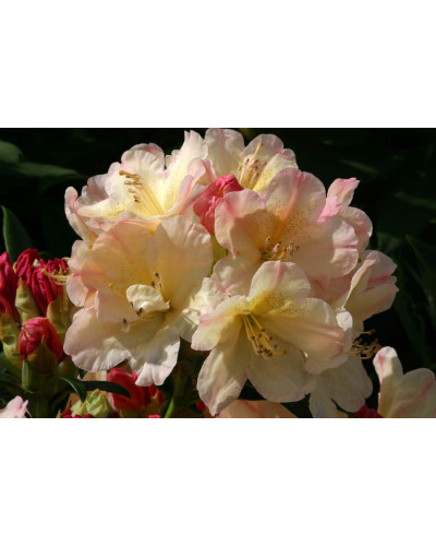 Рододендрон Персі Вайсман | Рододендрон Перси Вайсман | Rhododendron Percy Wiseman