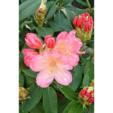 Рододендрон Персі Вайсман | Рододендрон Перси Вайсман | Rhododendron Percy Wiseman
