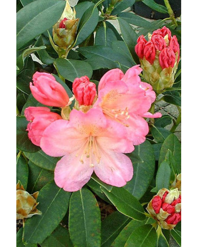 Рододендрон Персі Вайсман | Рододендрон Перси Вайсман | Rhododendron Percy Wiseman