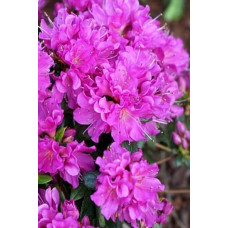 Рододендрон / Азалія Гейша Ліла (фіолетова) | Rhododendron/ Azalea japonica Geisha Lila | Рододендрон/Азалия Гейша Лила (фиолетовый)