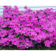 Рододендрон / Азалія Гейша Ліла (фіолетова) | Rhododendron/ Azalea japonica Geisha Lila | Рододендрон/Азалия Гейша Лила (фиолетовый)