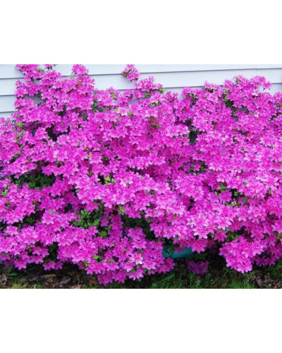 Рододендрон / Азалія Гейша Ліла (фіолетова) | Rhododendron/ Azalea japonica Geisha Lila | Рододендрон/Азалия Гейша Лила (фиолетовый)