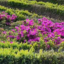 Рододендрон / Азалія Гейша Ліла (фіолетова) | Rhododendron/ Azalea japonica Geisha Lila | Рододендрон/Азалия Гейша Лила (фиолетовый)