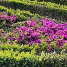 Рододендрон / Азалія Гейша Ліла (фіолетова) | Rhododendron/ Azalea japonica Geisha Lila | Рододендрон/Азалия Гейша Лила (фиолетовый)