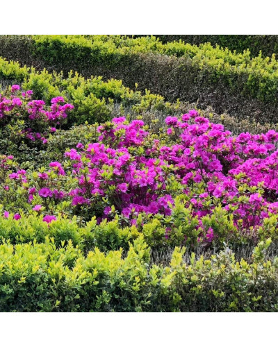 Рододендрон / Азалія Гейша Ліла (фіолетова) | Rhododendron/ Azalea japonica Geisha Lila | Рододендрон/Азалия Гейша Лила (фиолетовый)
