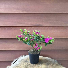 Рододендрон / Азалія Гейша Ліла (фіолетова) | Rhododendron/ Azalea japonica Geisha Lila | Рододендрон/Азалия Гейша Лила (фиолетовый)