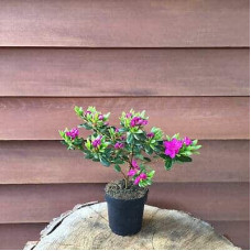 Рододендрон / Азалія Гейша Ліла (фіолетова) | Rhododendron/ Azalea japonica Geisha Lila | Рододендрон/Азалия Гейша Лила (фиолетовый)
