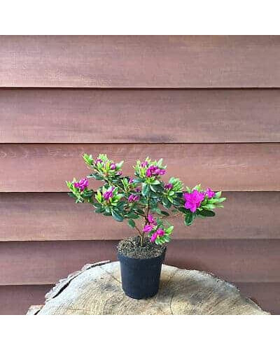 Рододендрон / Азалія Гейша Ліла (фіолетова) | Rhododendron/ Azalea japonica Geisha Lila | Рододендрон/Азалия Гейша Лила (фиолетовый)