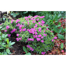 Рододендрон / Азалія Гейша Ліла (фіолетова) | Rhododendron/ Azalea japonica Geisha Lila | Рододендрон/Азалия Гейша Лила (фиолетовый)