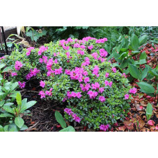 Рододендрон / Азалія Гейша Ліла (фіолетова) | Rhododendron/ Azalea japonica Geisha Lila | Рододендрон/Азалия Гейша Лила (фиолетовый)