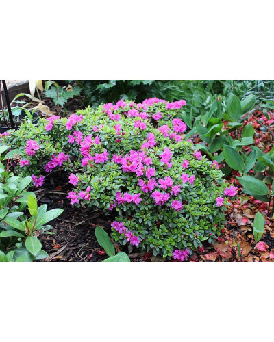 Рододендрон / Азалія Гейша Ліла (фіолетова) | Rhododendron/ Azalea japonica Geisha Lila | Рододендрон/Азалия Гейша Лила (фиолетовый)