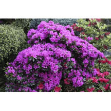 Рододендрон / Азалія Гейша Ліла (фіолетова) | Rhododendron/ Azalea japonica Geisha Lila | Рододендрон/Азалия Гейша Лила (фиолетовый)