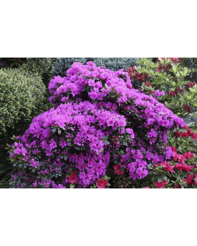 Рододендрон / Азалія Гейша Ліла (фіолетова) | Rhododendron/ Azalea japonica Geisha Lila | Рододендрон/Азалия Гейша Лила (фиолетовый)