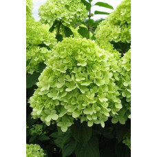 Гортензія волотиста Мохіто | Hydrangea paniculata Mojito | Гортензия метельчатая Мохито