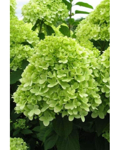 Гортензія волотиста Мохіто | Hydrangea paniculata Mojito | Гортензия метельчатая Мохито