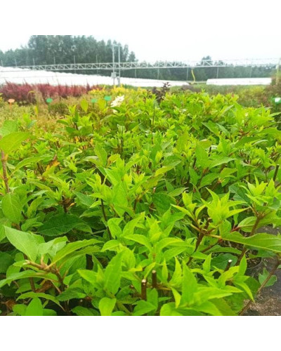 Гортензія волотиста Мохіто | Hydrangea paniculata Mojito | Гортензия метельчатая Мохито