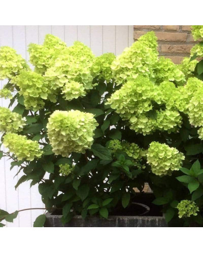 Гортензія волотиста Мохіто | Hydrangea paniculata Mojito | Гортензия метельчатая Мохито