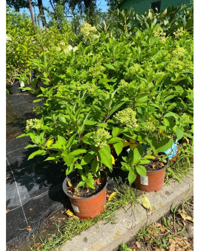 Гортензія волотиста Мохіто | Hydrangea paniculata Mojito | Гортензия метельчатая Мохито