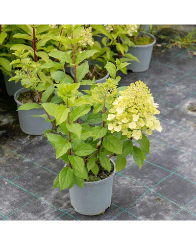 Гортензія волотиста Мохіто | Hydrangea paniculata Mojito | Гортензия метельчатая Мохито