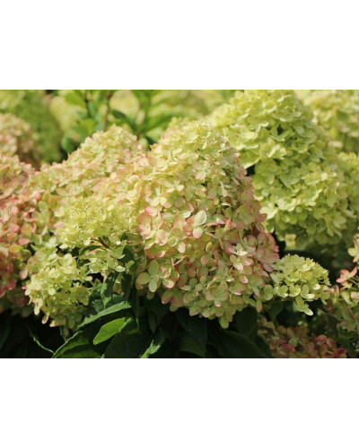 Гортензія волотиста Мохіто | Hydrangea paniculata Mojito | Гортензия метельчатая Мохито