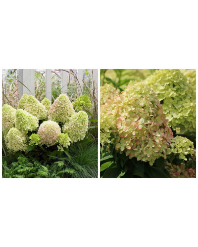 Гортензія волотиста Мохіто | Hydrangea paniculata Mojito | Гортензия метельчатая Мохито