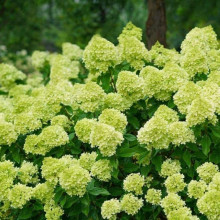 Гортензія волотиста Мохіто | Hydrangea paniculata Mojito | Гортензия метельчатая Мохито