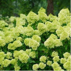 Гортензія волотиста Мохіто | Hydrangea paniculata Mojito | Гортензия метельчатая Мохито