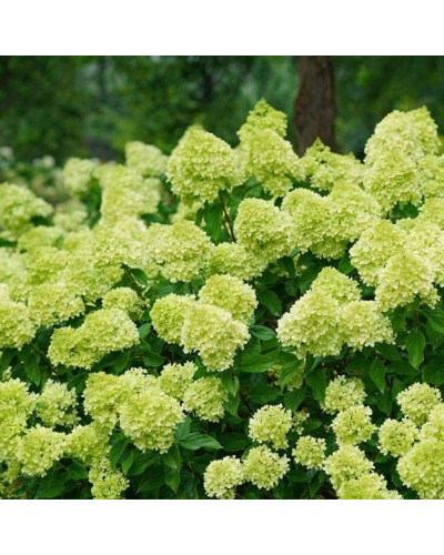 Гортензія волотиста Мохіто | Hydrangea paniculata Mojito | Гортензия метельчатая Мохито