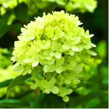 Гортензія волотиста Мохіто | Hydrangea paniculata Mojito | Гортензия метельчатая Мохито