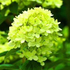 Гортензія волотиста Мохіто | Hydrangea paniculata Mojito | Гортензия метельчатая Мохито