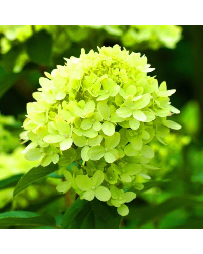 Гортензія волотиста Мохіто | Hydrangea paniculata Mojito | Гортензия метельчатая Мохито
