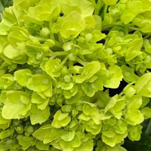 Гортензія волотиста Мохіто | Hydrangea paniculata Mojito | Гортензия метельчатая Мохито
