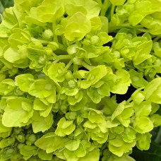 Гортензія волотиста Мохіто | Hydrangea paniculata Mojito | Гортензия метельчатая Мохито