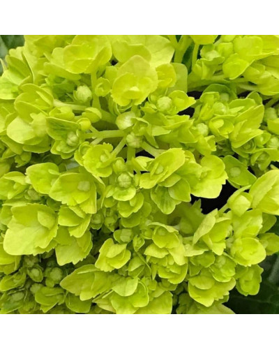 Гортензія волотиста Мохіто | Hydrangea paniculata Mojito | Гортензия метельчатая Мохито