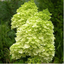Гортензія волотиста Мохіто | Hydrangea paniculata Mojito | Гортензия метельчатая Мохито