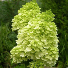 Гортензія волотиста Мохіто | Hydrangea paniculata Mojito | Гортензия метельчатая Мохито