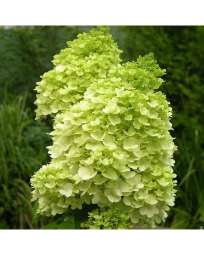 Гортензія волотиста Мохіто | Hydrangea paniculata Mojito | Гортензия метельчатая Мохито
